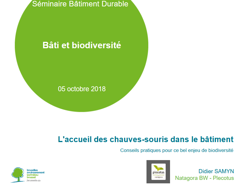 L’accueil des chauves-souris dans le bâtiment – Conseils pratiques pour ce bel enjeu de biodiversité