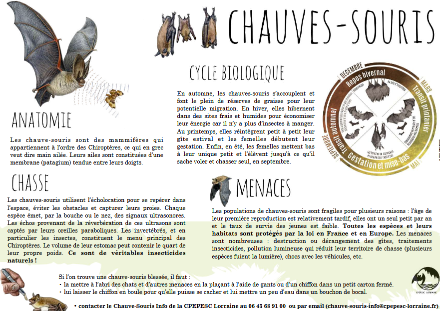 Les chauves-souris et nos bâtiments