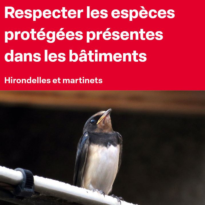 Respecter les espèces protégées présentes dans les bâtiments – Hirondelles et Martinets