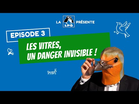 Colocataires sauvages Episode 3 – Saison 1 : Les vitres, un danger invisible !