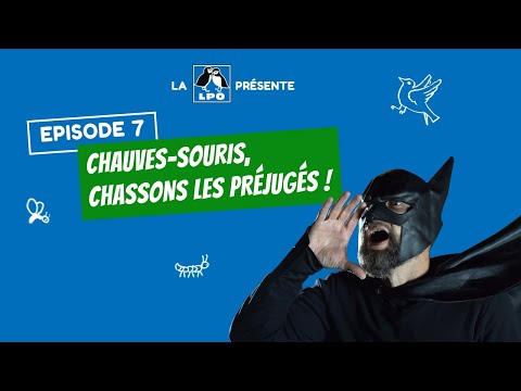 Colocataires sauvages Episode 7 – Saison 1 : Chauves-souris, chassons les préjugés !