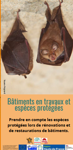 Bâtiments en travaux et espèces protégées