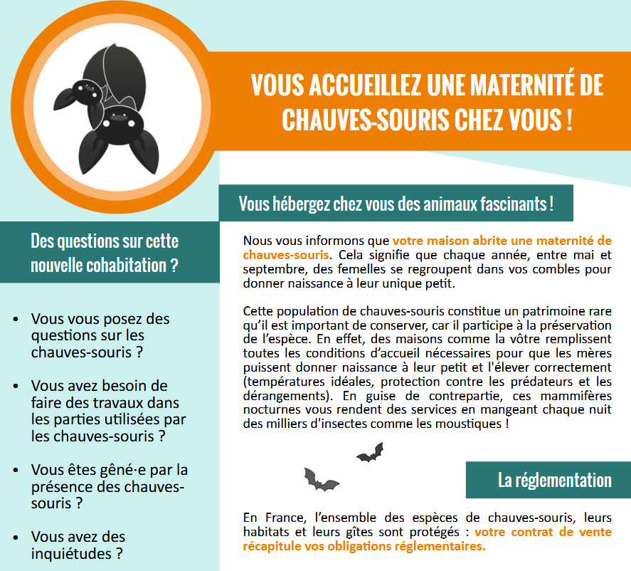Vous accueillez une maternité de chauves-souris chez vous !