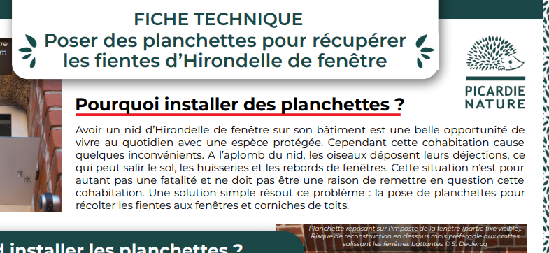 Poser des planchettes pour récupérer les fientes d’Hirondelles de fenêtre